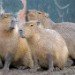 Capybara 060310_3